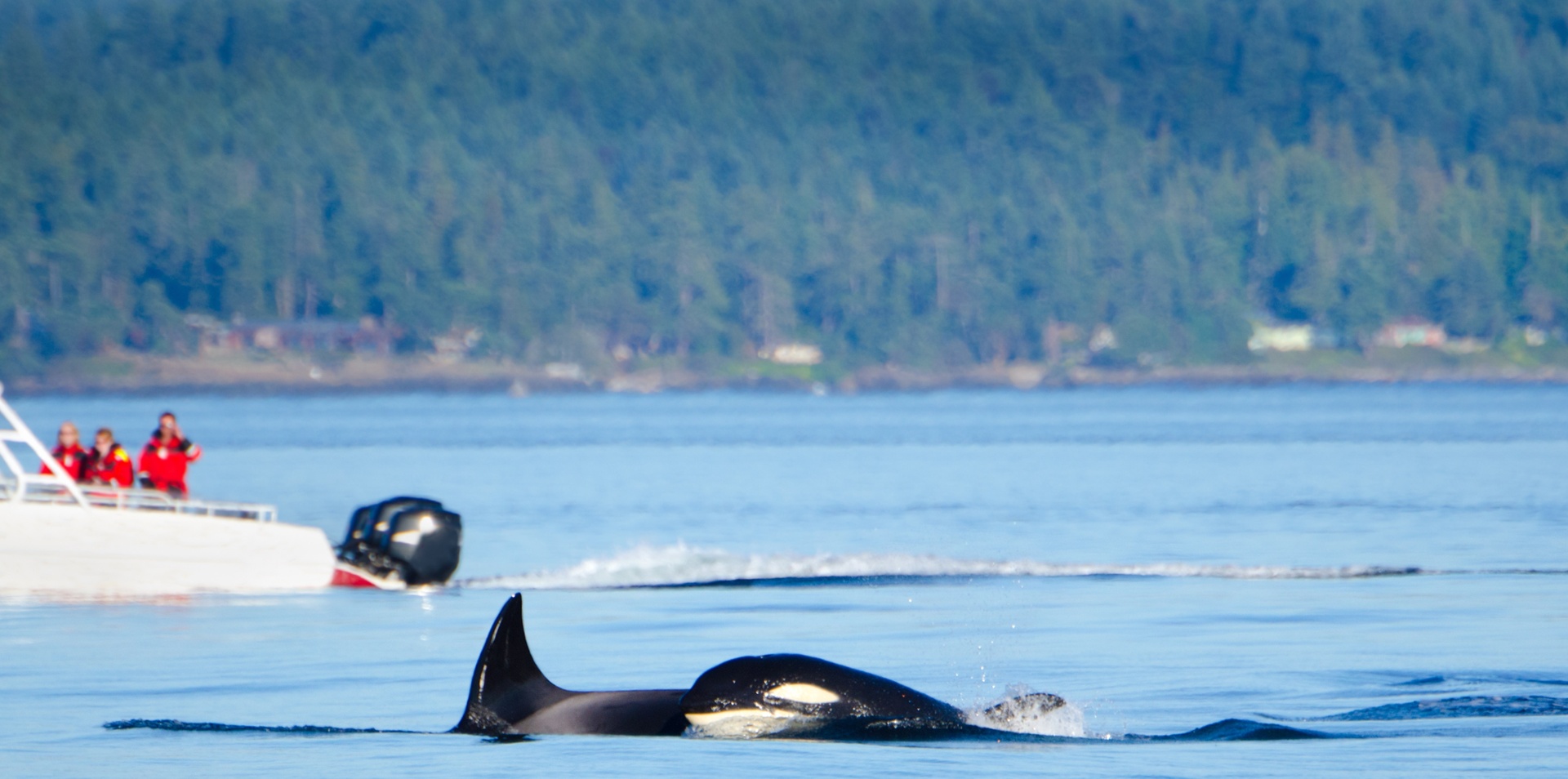 Pacific Rim Whales and Bears